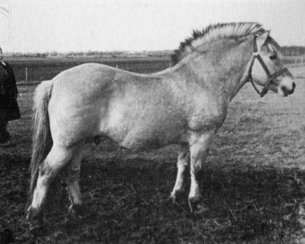 stallion Knud (Fjord Horse,  , from Flauenskjold FJ 159)