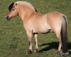 stallion Viktor (Fjord Horse, 1988, from Vico G-F (HE) 106)