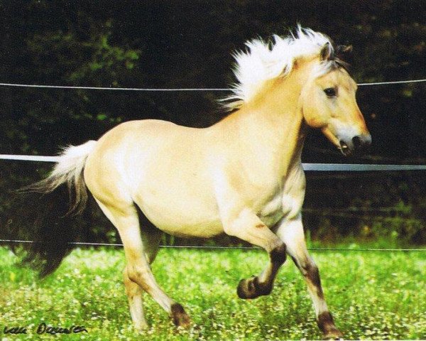 stallion Weimar (Fjord Horse, 1977, from Normann)