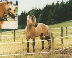 stallion Taifun von der Spechbacherhöhe (Fjord Horse, 1980, from Tornado)