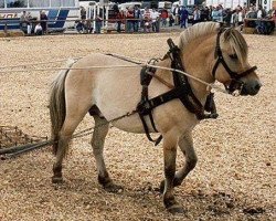 stallion Tambo (Fjord Horse, 1987, from Talman K)