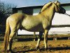 stallion Taro (Fjord Horse, 1995, from Tyran)