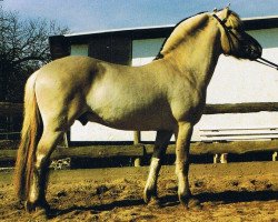 stallion Taro (Fjord Horse, 1995, from Tyran)