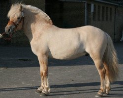 stallion Thorbjoern (Fjord Horse, 2005, from Thor 43)