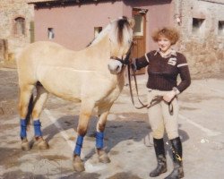 stallion Thorvald (Fjord Horse, 1975, from Torstein)