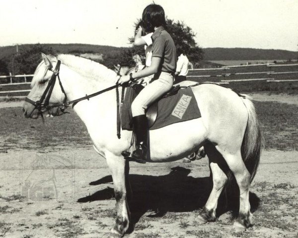 Zuchtstute Anka (Fjordpferd, 1973, von Lustik = Olaf (R) 64)