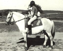 Zuchtstute Anka (Fjordpferd, 1973, von Lustik = Olaf (R) 64)