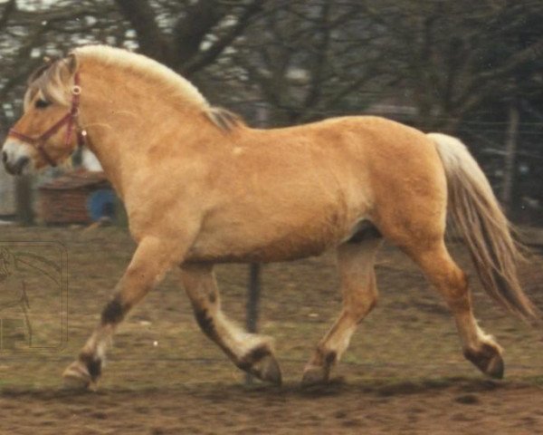 stallion Thymi (Fjord Horse, 1983, from Titus)