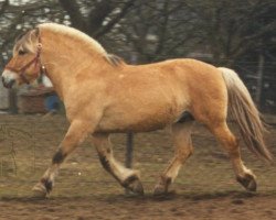 stallion Thymi (Fjord Horse, 1983, from Titus)