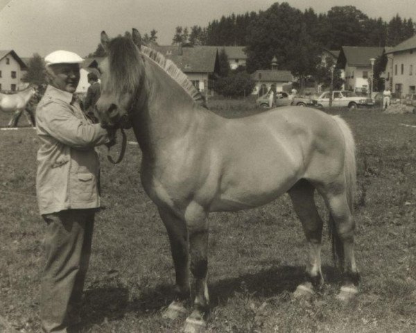 stallion Titus (Fjord Horse, 1977, from Torstein)