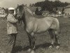 stallion Titus (Fjord Horse, 1977, from Torstein)