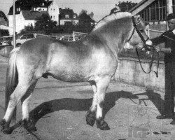 stallion Vico G-F (HE) 106 (Fjord Horse, 1973, from Vendel)