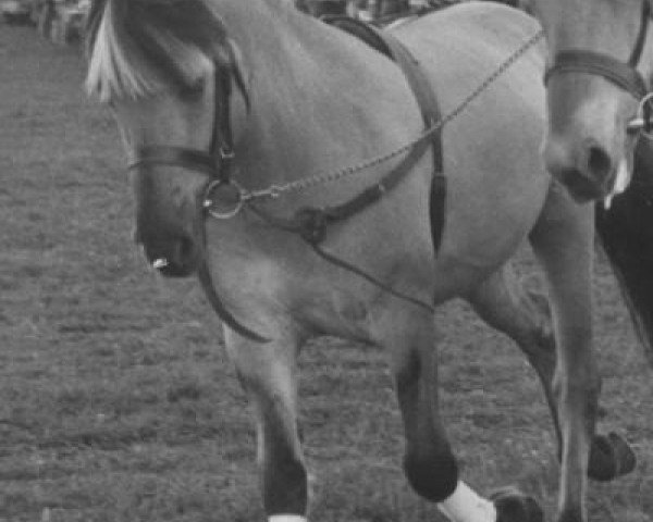 stallion Thore (Fjord Horse, 1977, from Tammo)