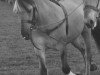 stallion Thore (Fjord Horse, 1977, from Tammo)