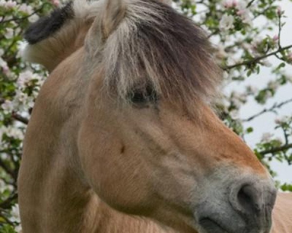 stallion Tristan (Fjord Horse, 1983, from Thore)