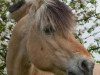 stallion Tristan (Fjord Horse, 1983, from Thore)