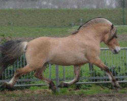 horse Tsjerk (Fjord Horse, 1998, from Lenngard)