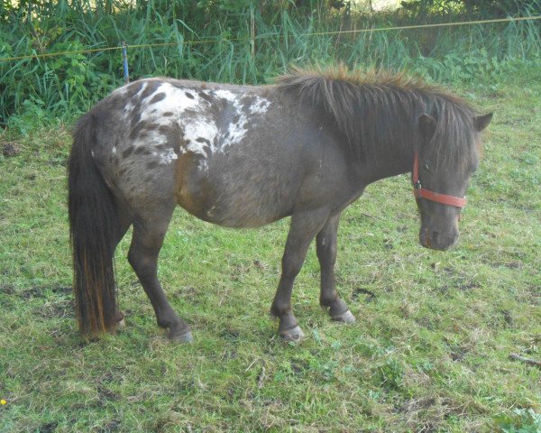 Zuchtstute LIllie (Nederlands Appaloosa Pony, 2011, von Rayo)