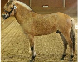 stallion Sjölv (Fjord Horse, 2002, from Storm Halsnæs)