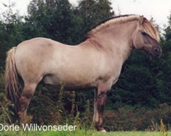 stallion Samson (Fjord Horse, 1983, from Stanley)