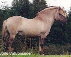 Deckhengst Samson (Fjordpferd, 1983, von Stanley)