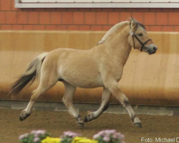 Pferd Skjoeldor (Fjordpferd, 2005, von Sogneblakken)