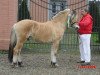 stallion Sören (Fjord Horse, 2007, from Sogneblakken)