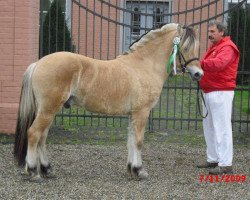 stallion Sören (Fjord Horse, 2007, from Sogneblakken)