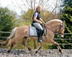 stallion Sogneblakken (Fjord Horse, 2000, from Stedjeblakken)