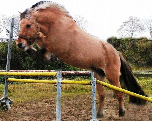 horse Sogne Haakon (Fjord Horse, 2003, from Sogne Hiljar N.2501)