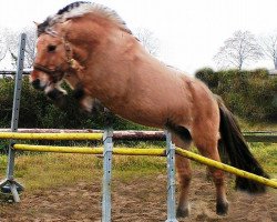 horse Sogne Haakon (Fjord Horse, 2003, from Sogne Hiljar N.2501)