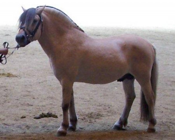 stallion Sogne Hiljar N.2501 (Fjord Horse, 1999, from Nyvolls Trigger N.2705)