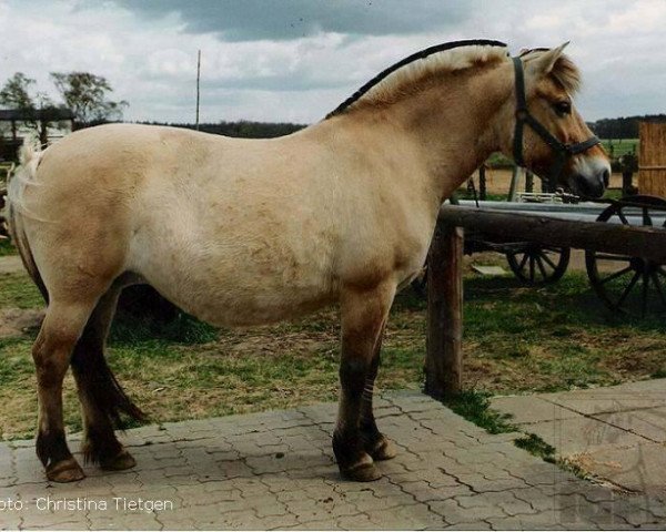 broodmare Bente (Fjord Horse, 1985, from Fender N.1805)