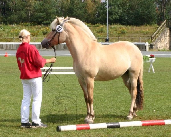 broodmare Intaria (Fjord Horse, 1999, from Inrico)