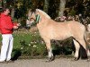 Pferd Solero (Fjordpferd, 2006, von Sogneblakken)