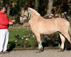 horse Solero (Fjord Horse, 2006, from Sogneblakken)