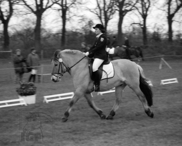 Pferd Stoertebeker (Fjordpferd, 1986, von Stanley)