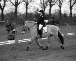 Pferd Stoertebeker (Fjordpferd, 1986, von Stanley)