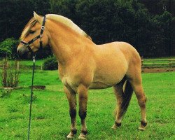 stallion Storm Halsnæs (Fjord Horse, 1992, from Knast Halsnæs)