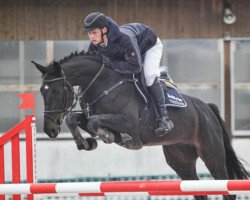 jumper Chocolate 105 (German Sport Horse, 2015, from Cheetano)