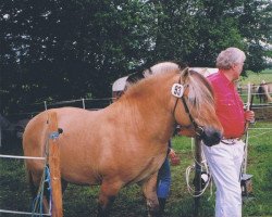 horse Storm I (Fjord Horse, 1982, from Stormarn K (SH) 338)