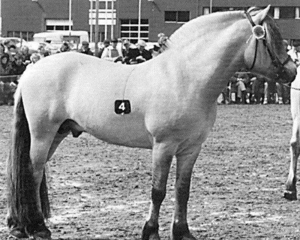 stallion Rådar N.1989 (Fjord Horse, 1985, from Tunfeld N.1862)