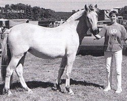 broodmare Lilis-Lara (Fjord Horse, 1996, from Kolja Halsnæs)