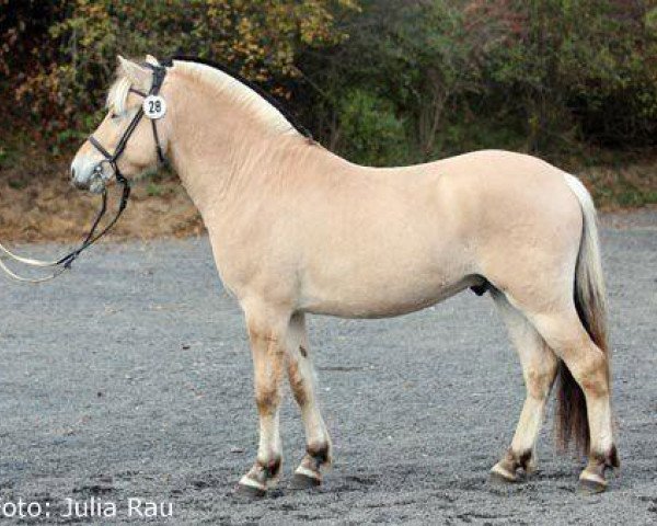 jumper Rascal (Fjord Horse, 2005, from Randi vom Waldnußbaum)