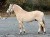 jumper Rascal (Fjord Horse, 2005, from Randi vom Waldnußbaum)