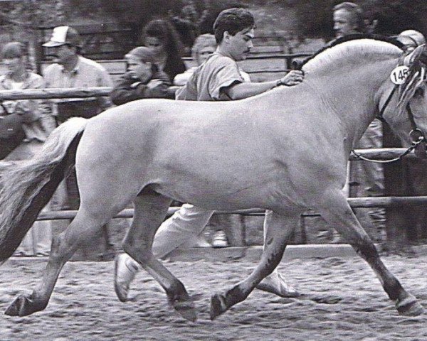 Deckhengst Rei Romanow (Fjordpferd, 1984, von Rei Halsnæs D.542)