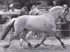 stallion Rei Romanow (Fjord Horse, 1984, from Rei Halsnæs D.542)