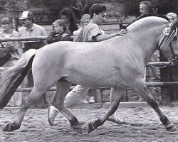 stallion Rei Romanow (Fjord Horse, 1984, from Rei Halsnæs D.542)