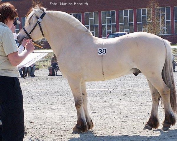 stallion Elvar N.2231 (Fjord Horse, 2003, from Rånnar N.2591)