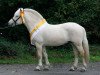 stallion Rudsmo Remi (Fjord Horse, 2008, from Elvar N.2231)